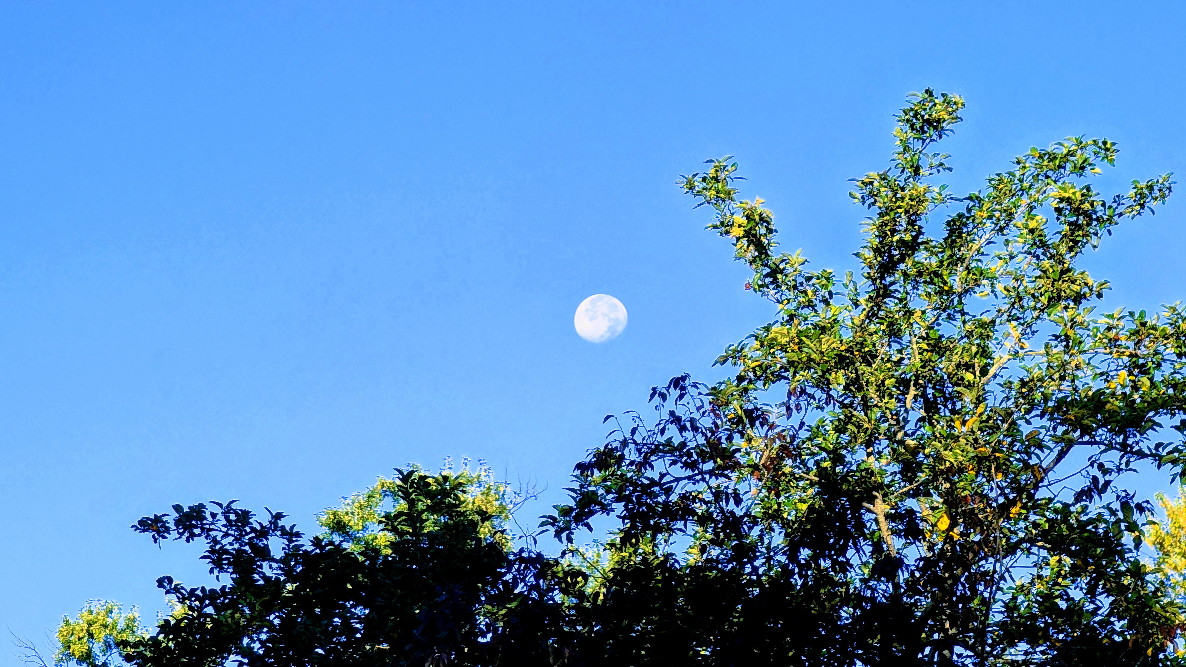 The full moon has risin prior to dusk