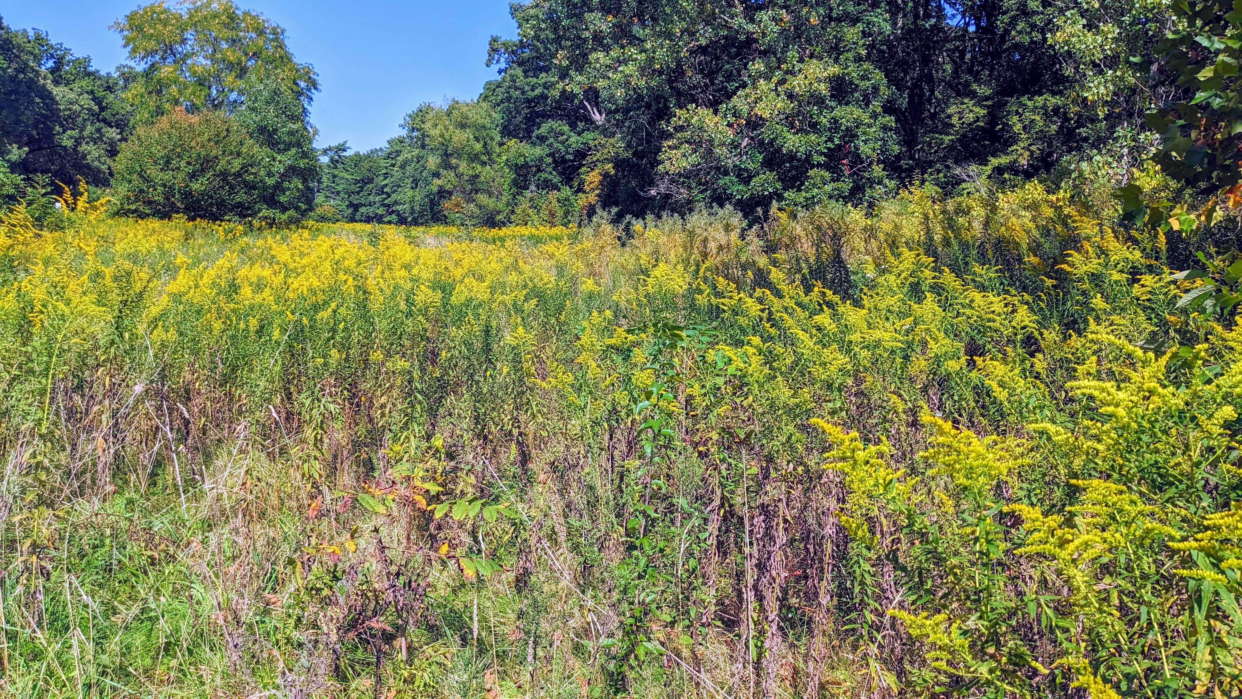 A pop of fall color in a field of late season blooms