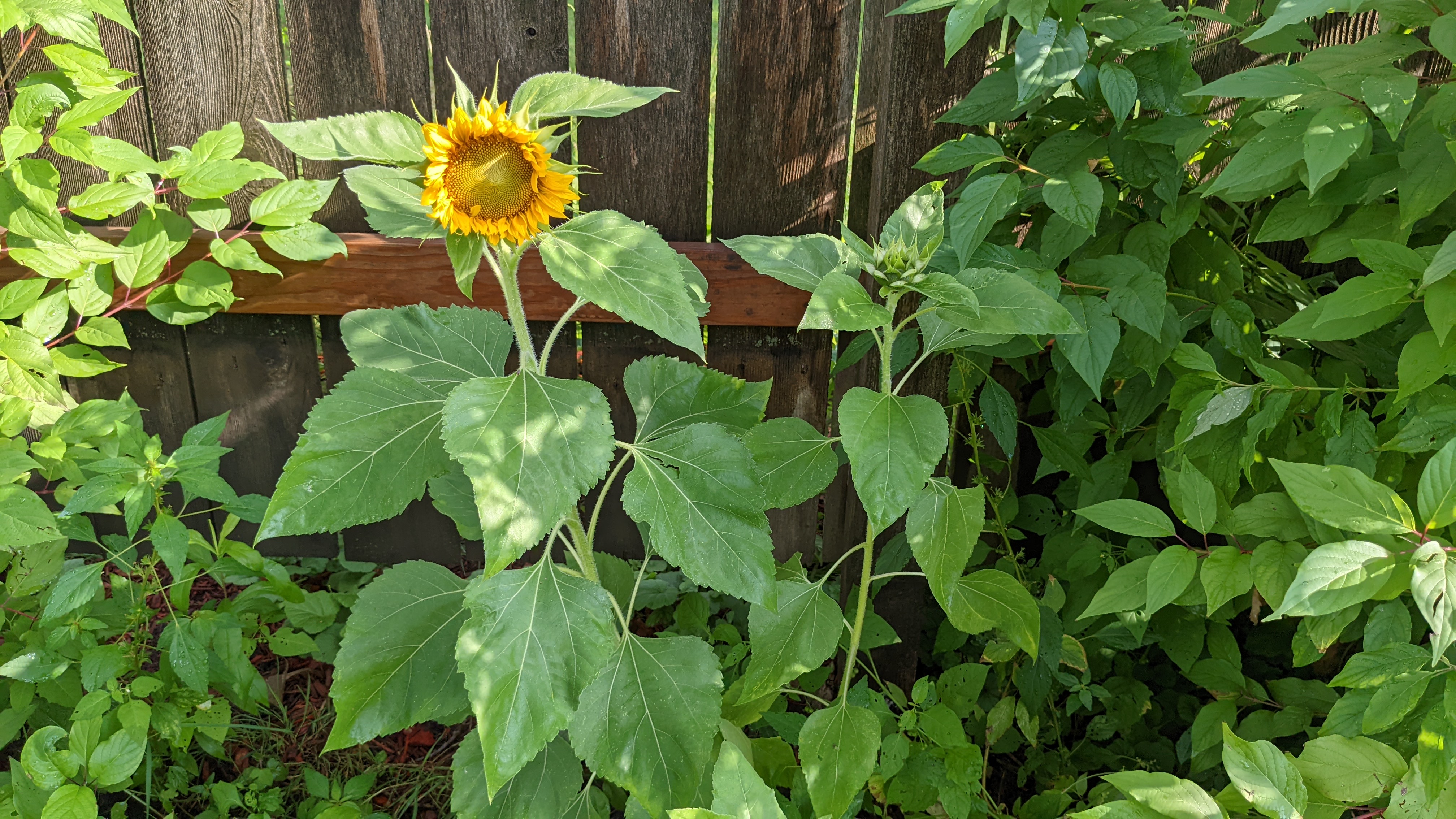 A loan sunflower is the first to bloom in the garden