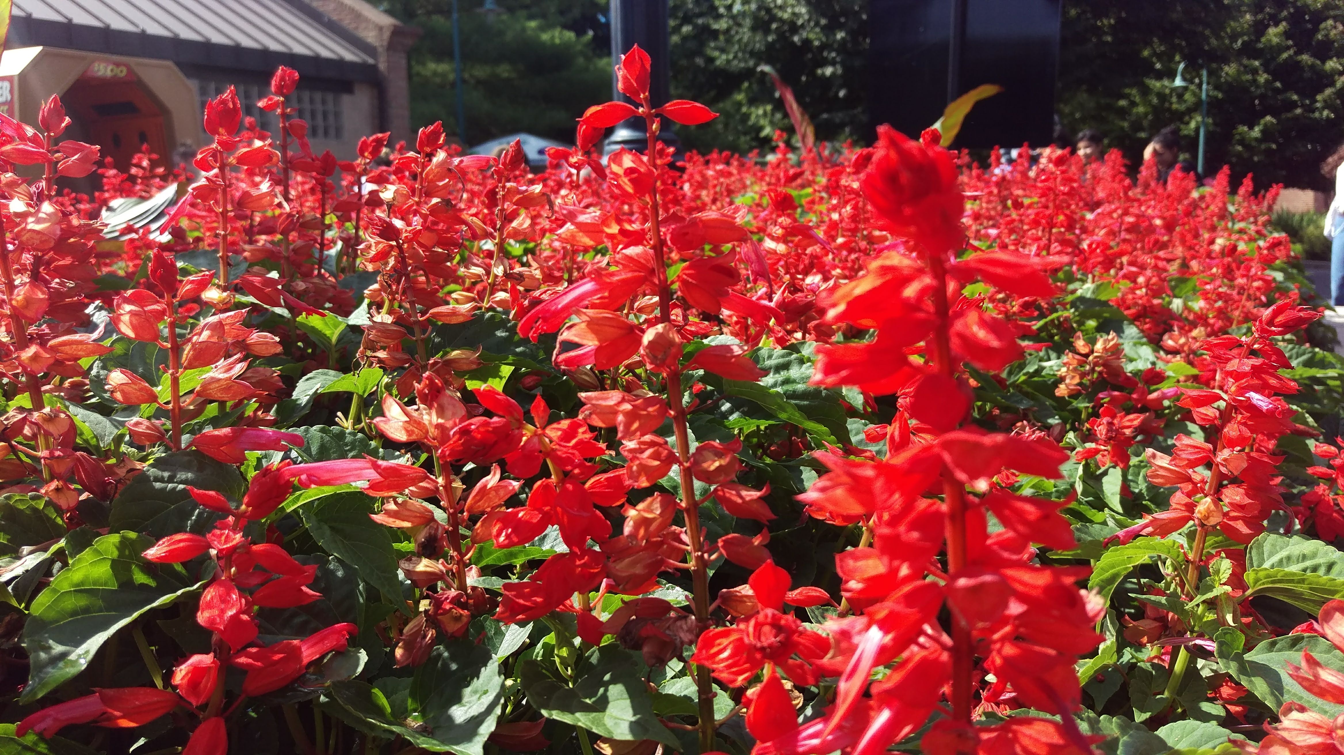 Red flowers growing in a flowerbed